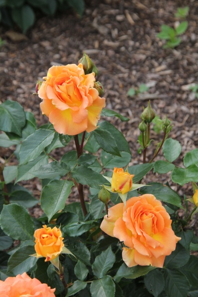 Landesgartenschau   086.jpg